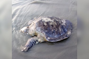 কুয়াকাটা সৈকতে ভেসে এলো ৪০ কেজি ওজনের মৃত কচ্ছপ