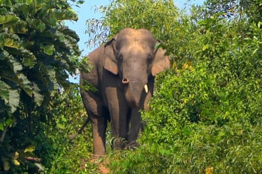 ধান ক্ষেত পাহারা দিতে গিয়ে বন্য হাতির আক্রমণে কৃষকের মৃত্যু