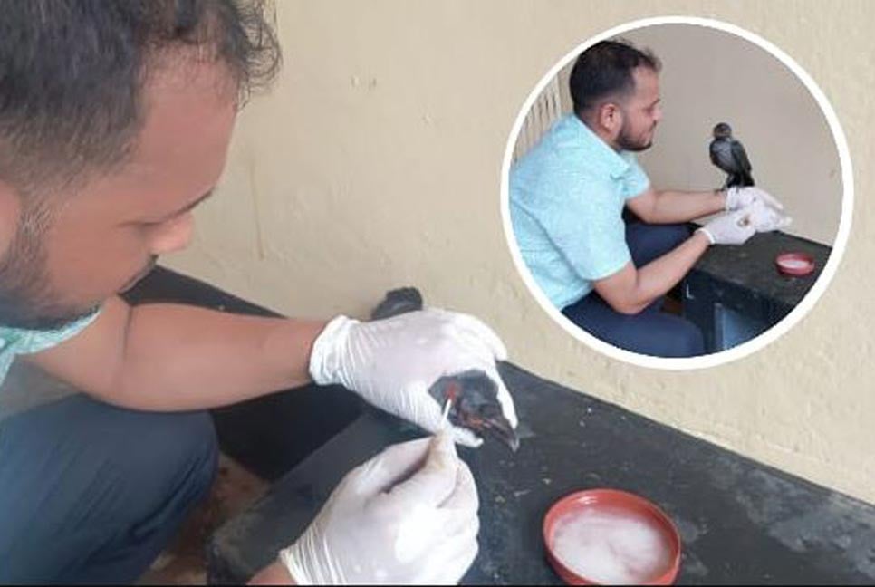 বাঁশখালীতে হাসপাতালে এসে চিকিৎসা নিলো পক্সে আক্রান্ত কাক