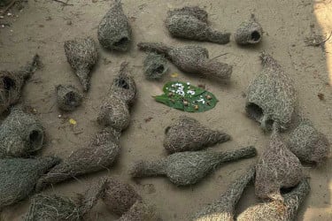 বাবুই পাখির বাসা কেটে ছানা হত্যা, বৃদ্ধকে ৭ দিনের কারাদণ্ড