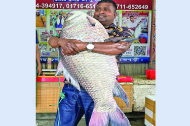 পদ্মার এক কাতলার দাম অর্ধলাখ টাকা