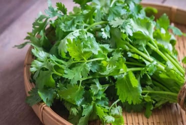 ধনে পাতা খান নিয়মিত, জানেন কী হবে?