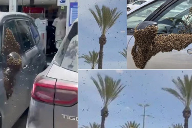 ইসরাইলের শহরে ঝাঁকে ঝাঁকে মৌমাছির হানা: আতঙ্ক, থেমে গেল বিমান