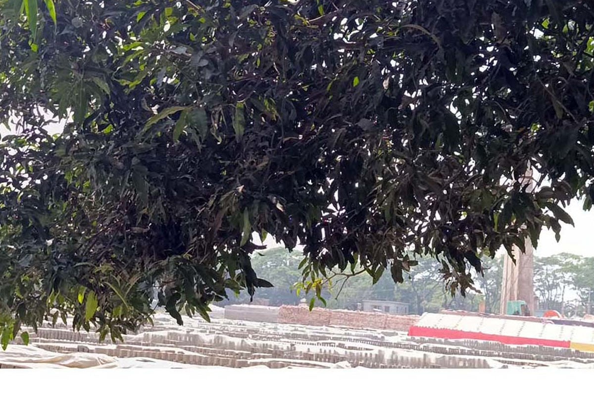 ইট ভাটার ধোয়ায় মানিকগঞ্জ থেকে হারিয়ে যাচ্ছে মৌসুমি ফল