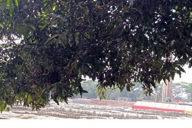 ইট ভাটার ধোয়ায় মানিকগঞ্জ থেকে হারিয়ে যাচ্ছে মৌসুমি ফল