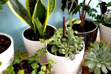 গরমে শখের বাগান বাঁচাতে মানতে হবে যত্নের নিয়ম