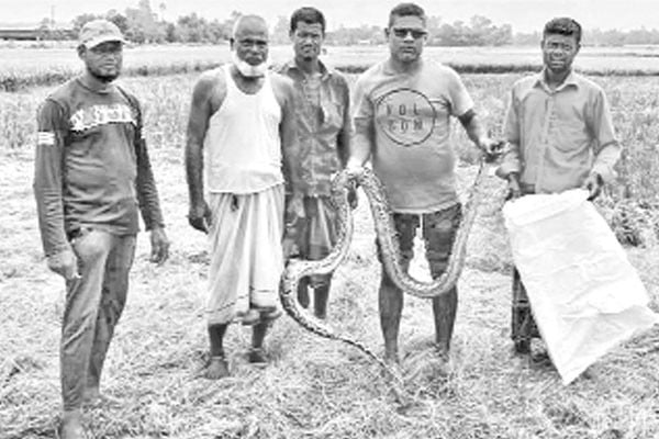 জেলের জালে অজগর