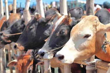 রাজধানীতে এবার কোরবানির পশুর হাট বসবে ২৬টি