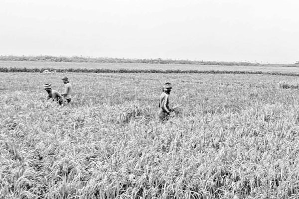 ধান কাটায় শঙ্কা কৃষকের