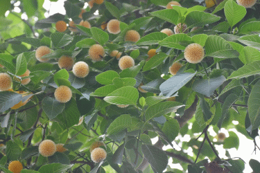 রাজবাড়ীতে বর্ষার কদম গ্রীষ্মে!