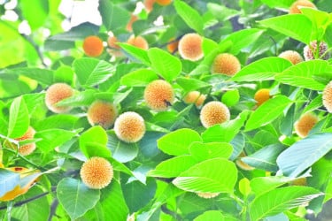রাজবাড়ীতে বর্ষার কদম গ্রীষ্মে!