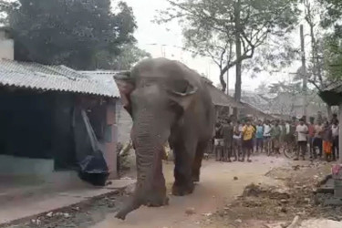 ভোটারদের নিরাপত্তায় এবার মাঠে নামল হাতি