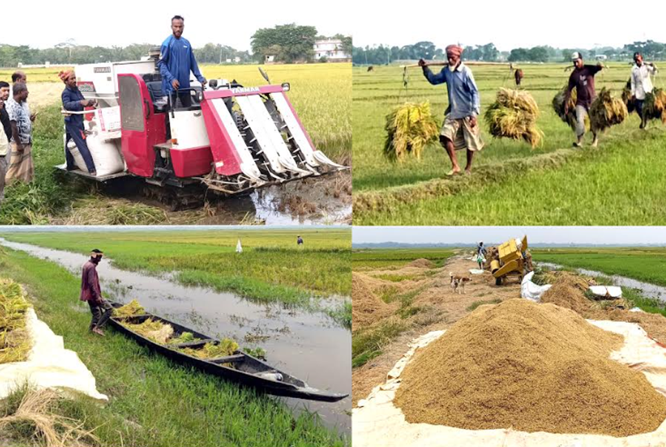 বিশ্বনাথে বোরো ধান কাটায় ব্যস্ত কৃষক