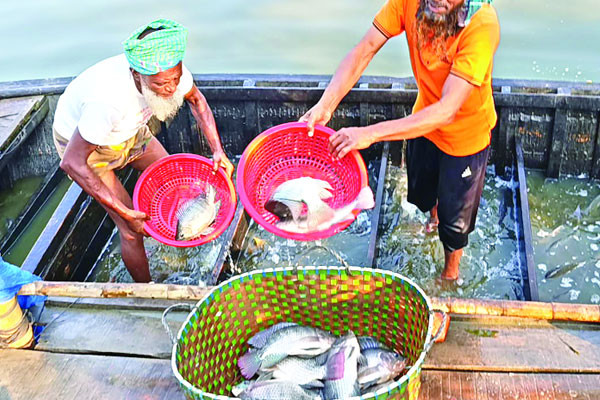 ধানখেতে আড়াই হাজার কোটি টাকার মাছ