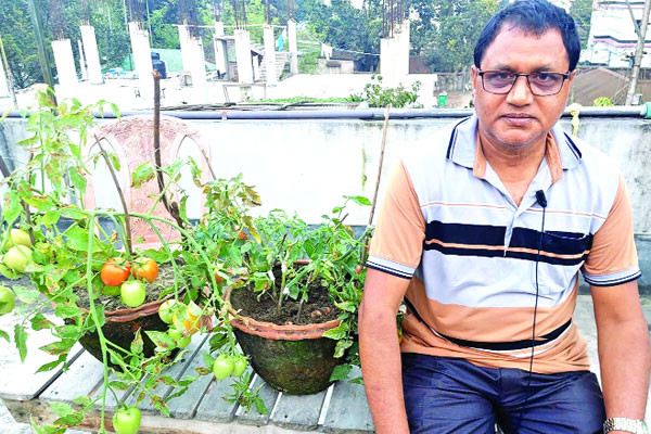 একই গাছে মাটির নিচে আলু, ডালে টম্যাটো