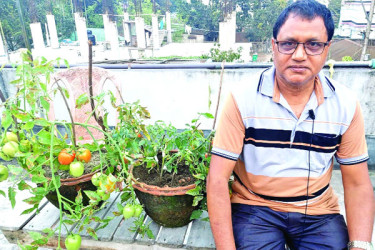 একই গাছে মাটির নিচে আলু, ডালে টম্যাটো