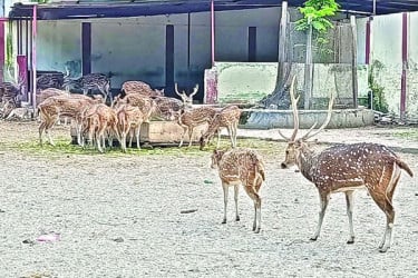 খাবার ও বাসস্থান সংকটে হরিণ