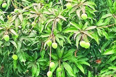 অন ইয়ারে ভরপুর হাঁড়িভাঙা