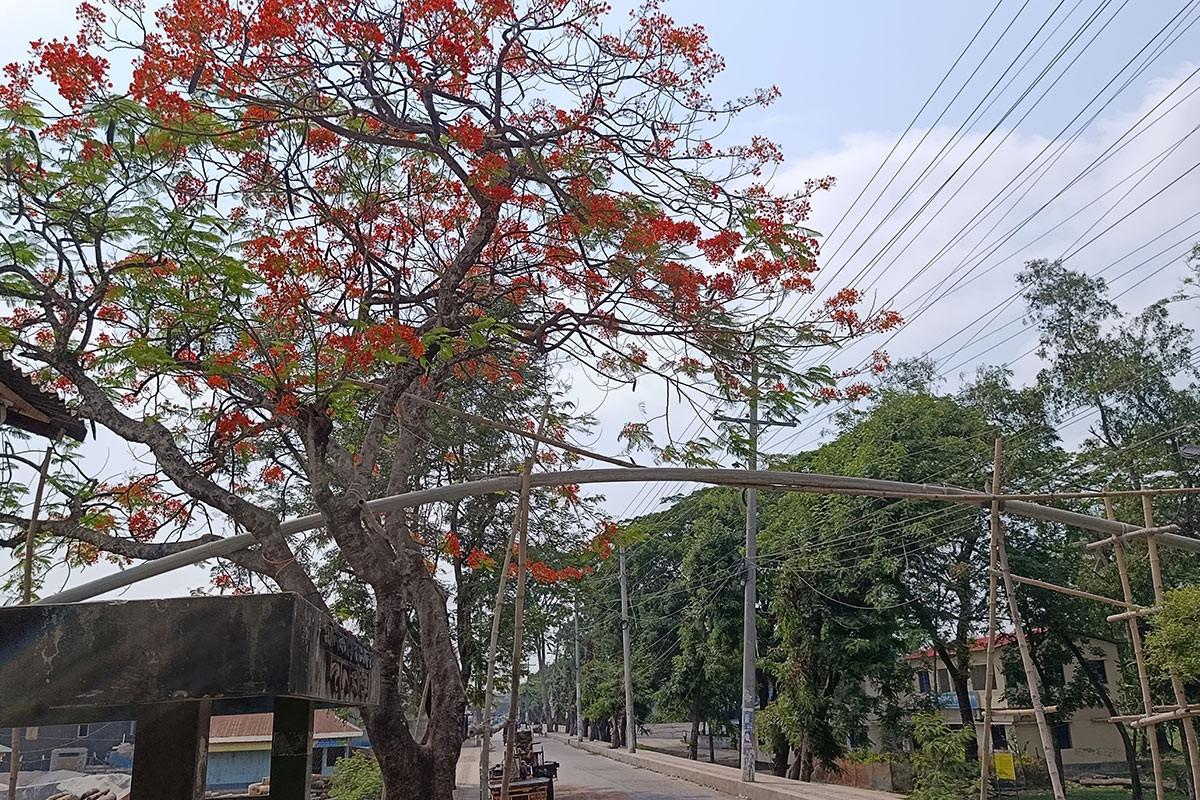 কৃষ্ণচূড়ার লালে রঙিন কলাপাড়ার গ্রামীণ পথ