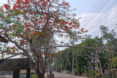 কৃষ্ণচূড়ার লালে রঙিন কলাপাড়ার গ্রামীণ পথ