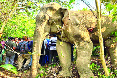 ২ মাস ১৬ দিন চিকিৎসা শেষে মারা গেল হাতিটি