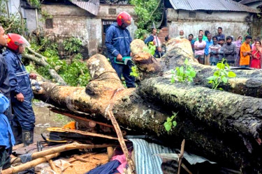 বগুড়ায় কালবৈশাখী ঝড়ে গাছচাপায় ব্যবসায়ী নিহত