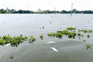 কুমিল্লায় বিদ্যুতের তার ছিঁড়ে অর্ধকোটি টাকার মাছ মারা যাওয়ার দাবি