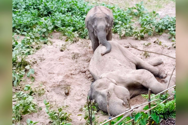 রাঙামাটিতে বন্যহাতির মৃত্যু: গভীর রাতে শুঁড় ও মাংস কেটে নিল দুর্বৃত্তরা