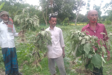 আখাউড়ায় চারাগাছ নষ্ট করার অভিযোগ