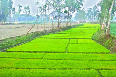 মানাস বুড়াইল শালমারা ঘাঘট এখন শুধুই স্মৃতি