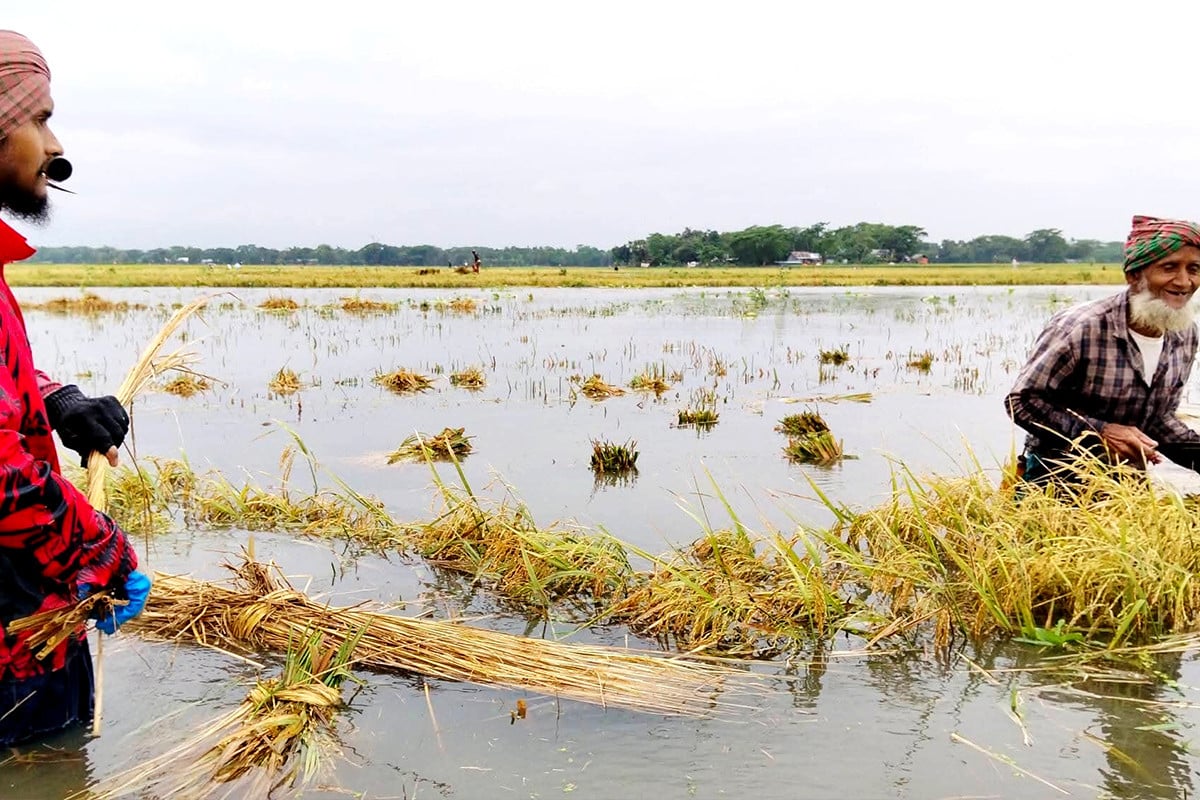 অবিরাম বৃষ্টি নেত্রকোনায় ডুবল হাওরের ধান