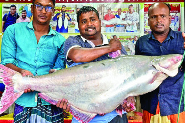 পদ্মার এক পাঙাশ ৪৫ হাজারে বিক্রি
