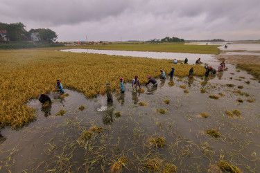 কিশোরগঞ্জে টানা বৃষ্টিতে তলিয়ে গেছে তিন হাজার হেক্টরেরও বেশি জমির ধান
