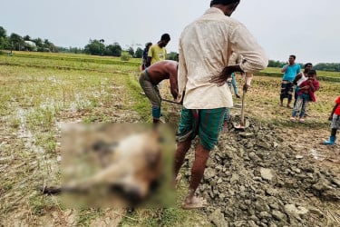 কলাপাড়ায় বজ্রপাতে অর্ধশতাধিক গবাদিপশুর মৃত্যু