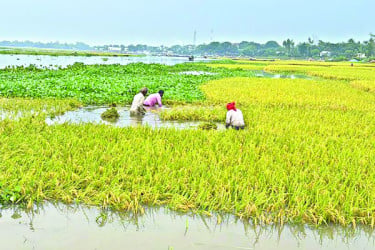 গরম কমতেই বন্যার আঘাত