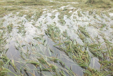 দিনাজপুরে কালবৈশাখী ঝড়ে ফসলের ব্যাপক ক্ষয়ক্ষতি