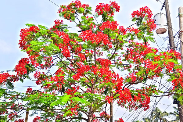 মেঠোপথ ছেয়েছে কৃষ্ণচূড়ায়