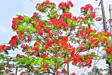 মেঠোপথ ছেয়েছে কৃষ্ণচূড়ায়