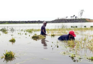 বিশ্বনাথে পাহাড়ি ঢলে তলিয়ে গেল বোরো ধান, দিশেহারা কৃষক