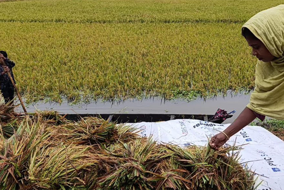 নেত্রকোনায় হাওরের ধান নিয়ে দুর্ভোগে কৃষকরা