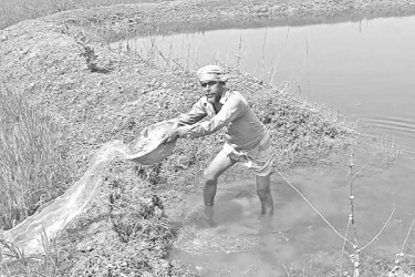 জিকে সেচ প্রকল্পে পানি কৃষকের মুখে হাসি