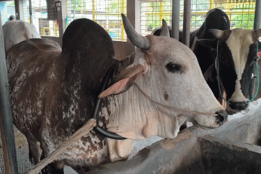 রূপগঞ্জে গো-খাদ্যের দাম বাড়ায় খামারিদের লোকসানের আশঙ্কা