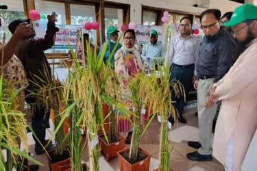 অডিটরিয়ামে সোনালি ধানের হাসি ও মালচিং পদ্ধতির সবজি চাষ