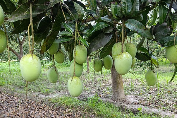 কাল থেকে বাজারে মিলবে সাতক্ষীরার আম