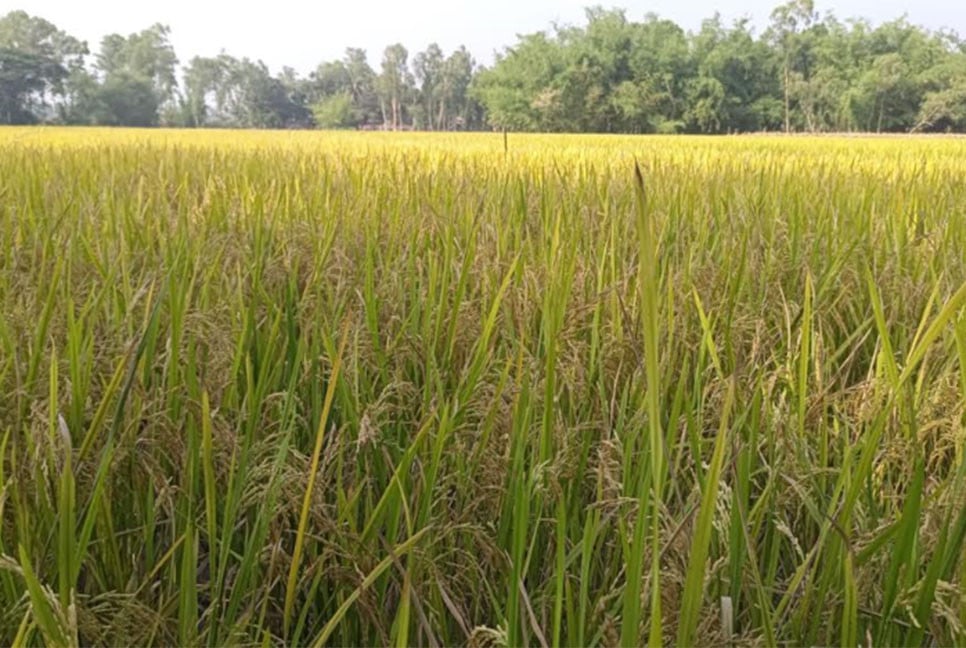রংপুরে কৃষকের উঠানে বোরো ধানের গন্ধ