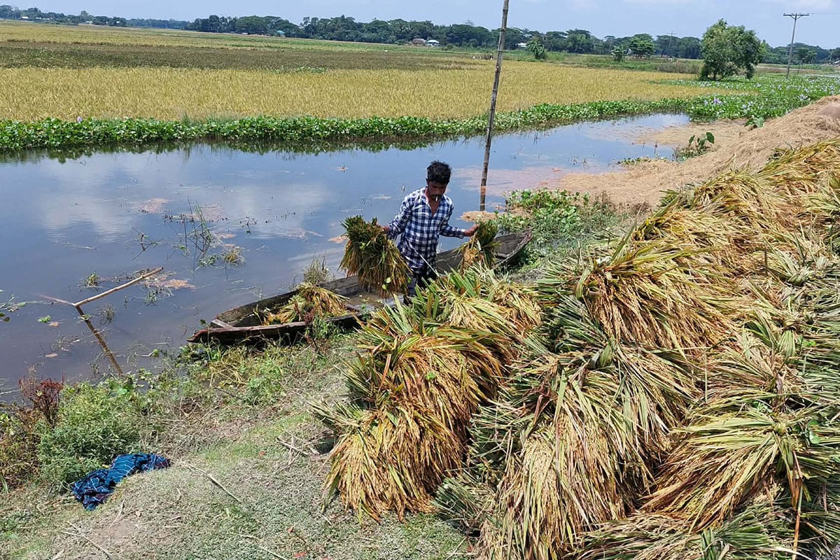নেত্রকোনার হাওড়ে সহস্রাধিক হেক্টর ধান তলিয়ে ক্ষতি