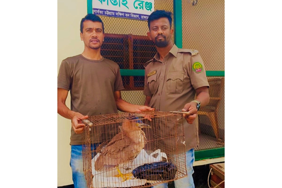 কাপ্তাইয়ে বিরল মালয় নাইট হেরন উদ্ধার
