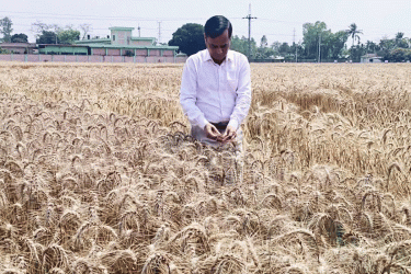 গমের ৫টি নতুন জাত: ফলন হয়েছে দ্বিগুণ, রোগপ্রতিরোধী