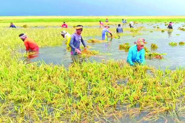 পাঁচ জেলার নিম্নাঞ্চল প্লাবিত