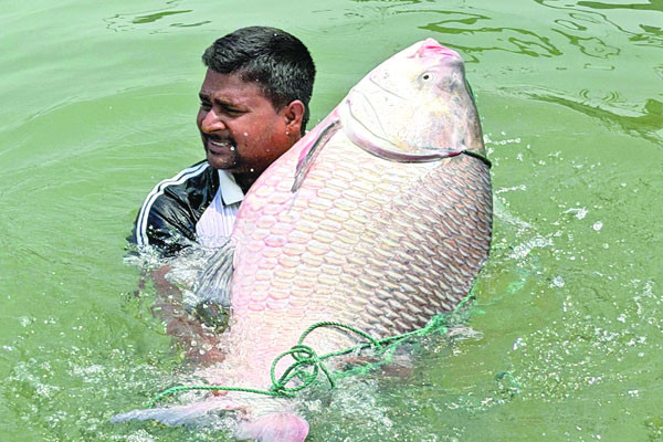 এক কাতলার দাম ৫৭ হাজার টাকা